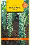 Spruitkool Igor F1 Hybride