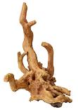 Aqua D'ella coffee root 1 brown