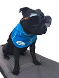 All for Paws Chill Out Bandana XL