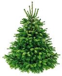 Prachtige Nordmann kerstboom - Extra Large