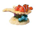 Aqua D'ella clown fish 7