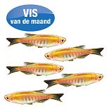 Danio choprae