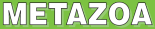 Metazoa Landschildpaddenkorrel 4 kg