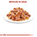 Royal Canin Kattenvoer Kitten in Jelly <br>12 x 85 gr