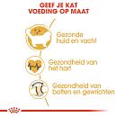 Royal Canin Kattenvoer Ragdoll Adult 10 kg