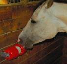 Jolly Jumbo Sweet Lick Holder