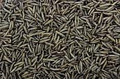 Black Soldier Fly 300 gr