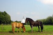 Dazenval Loer compleet