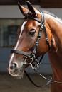 Harry's Horse hoofdstel/halster zwart 