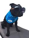 All for Paws Chill Out Bandana XL