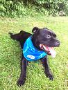 All for Paws Chill Out Bandana XL