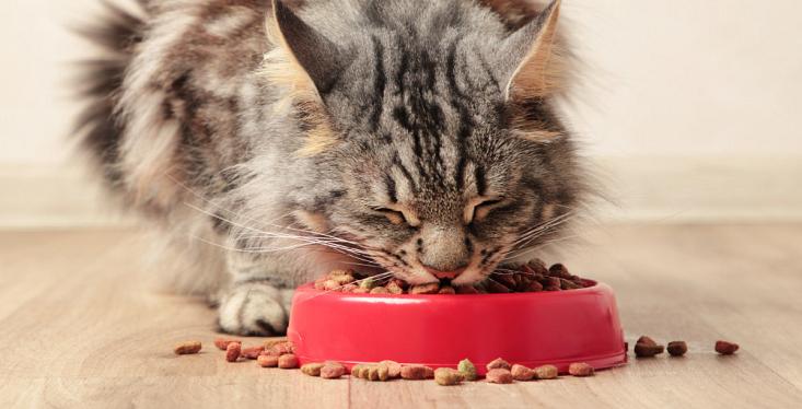 Topmerken kattenvoer