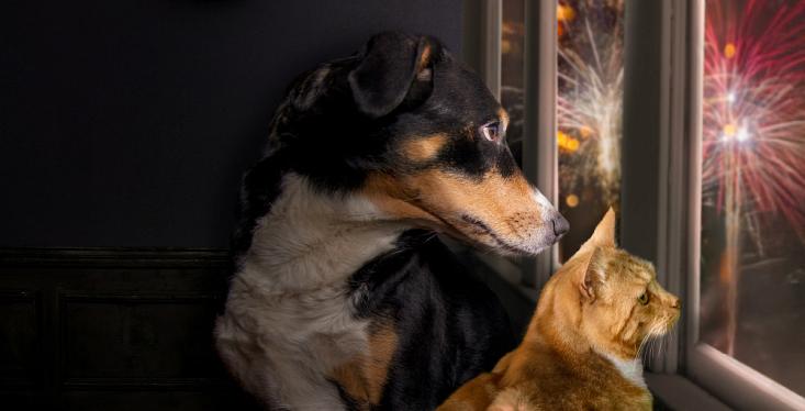Is jouw huisdier bang voor vuurwerk?