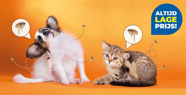 Bescherm je hond of kat tegen vlooien!