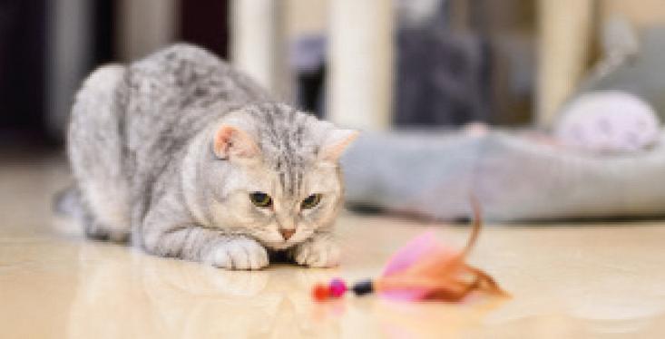 Speelplezier voor je kat