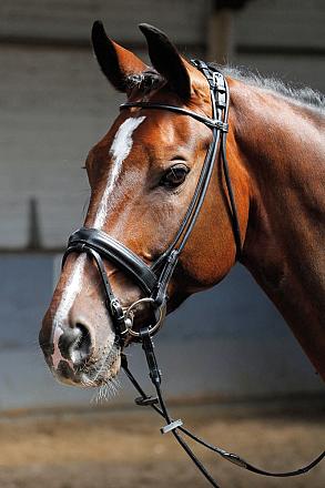 Harry's Horse hoofdstel Luxe rondgenaaid zwart