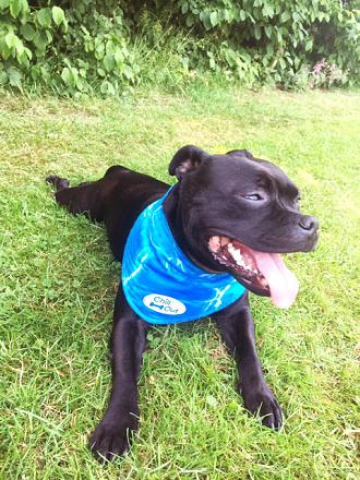 All for Paws Chill Out Bandana XL