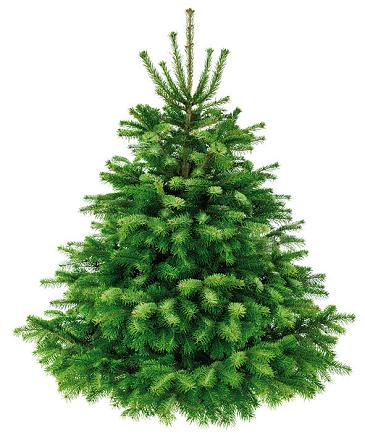 Prachtige Nordmann kerstboom - Medium