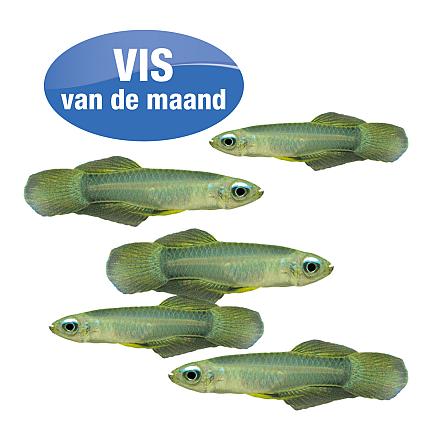 Aplocheilichthys normani