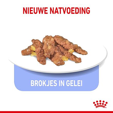 Royal Canin Kattenvoer Indoor in Jelly 12 x 85 gr